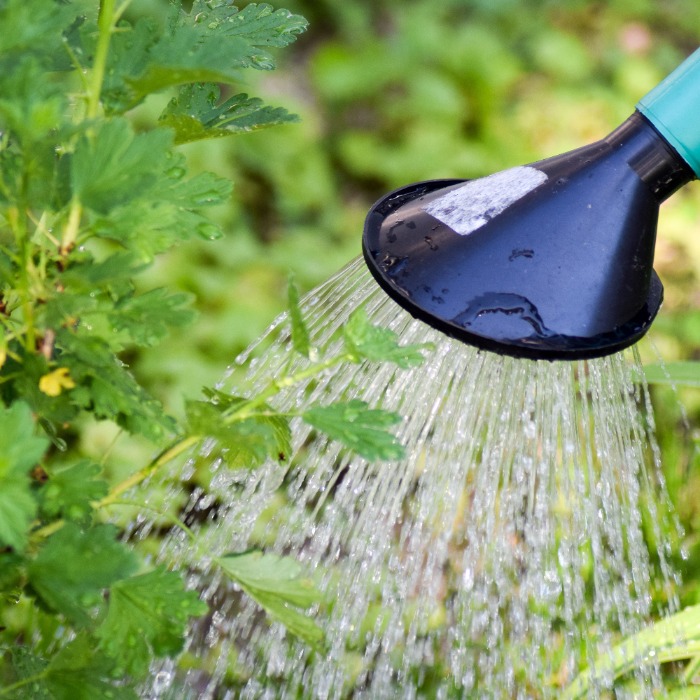 Ne hagyd kiszáradni a jövőt – locsolj és mulcsolj!